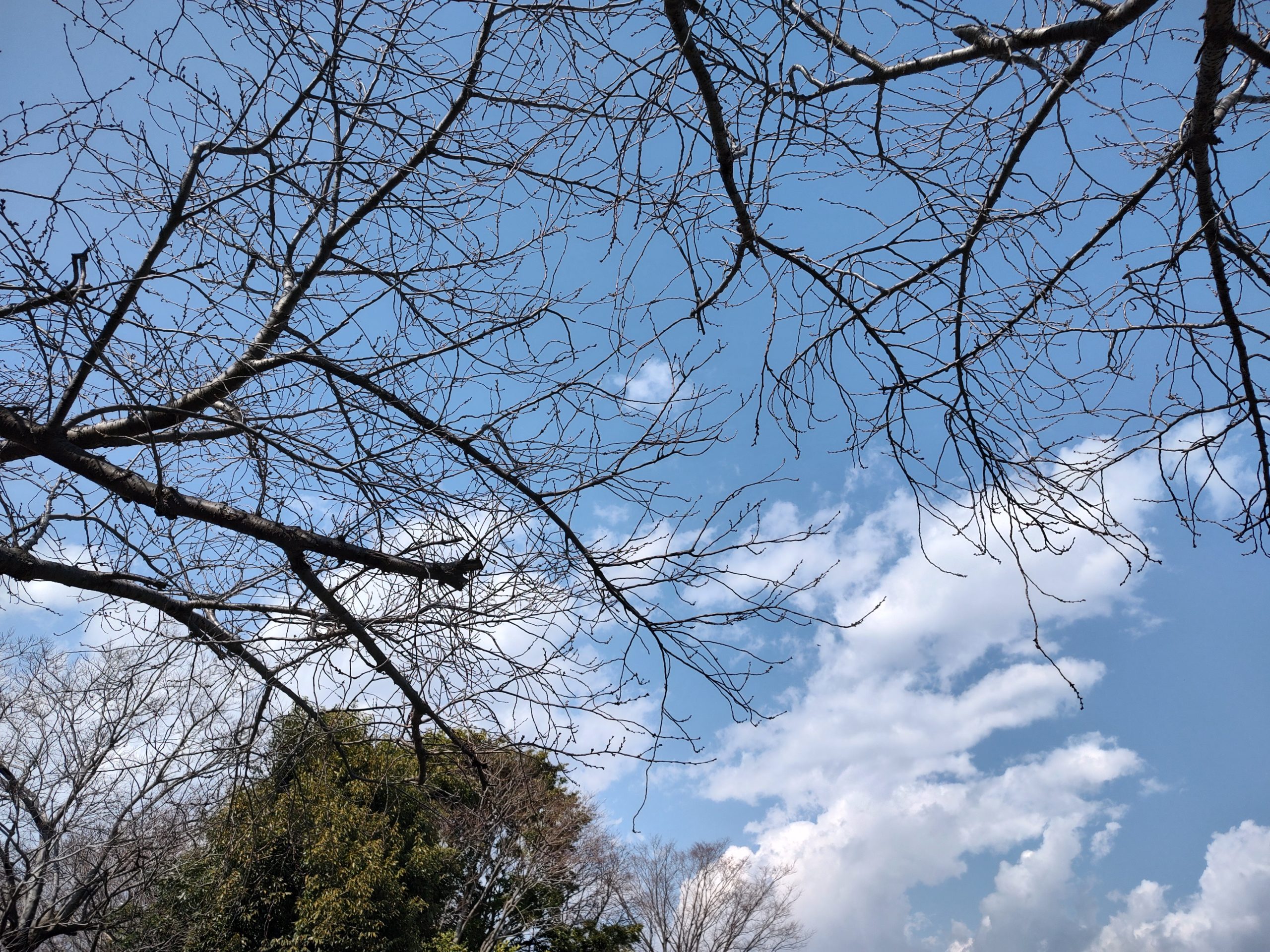 唐沢公園2023年3月10日の桜の様子